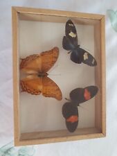 Schmetterlinge schaukasten gebraucht kaufen  Sondershausen