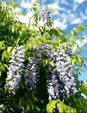 Blauregen 10samen wisteria gebraucht kaufen  Lauchhammer