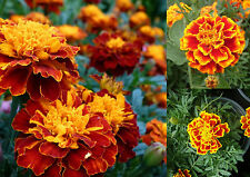 500 samen tagetes gebraucht kaufen  Edigh.,-Oppau