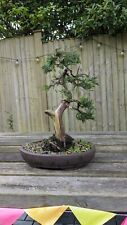 Bonsai juniper for sale  EASTLEIGH