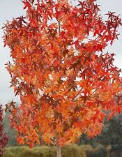 American sweetgum liquidambar for sale  Elko