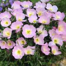 Showy evening primrose for sale  Deltona