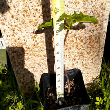 1 4 tree fig for sale  Sacramento