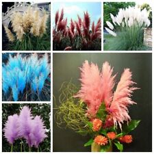 400 Pampas Garss Seeds Cortaderia Selloana Ornamental Flowers for sale  Shipping to South Africa