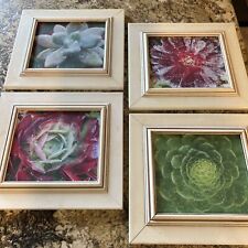 Set succulent print for sale  Thousand Oaks