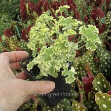 Geranium prince rupert for sale  Winter