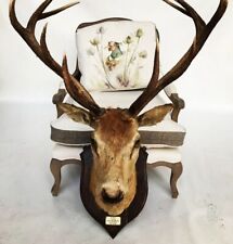 Taxidermy stag deer for sale  DORCHESTER