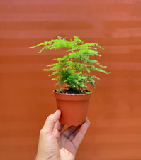 Plumosa fern pot for sale  Homestead