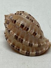 4 Harpa Articularis Articulate Harp Sea Shell Exquisite specimens! Rare! for sale  Shipping to South Africa