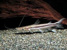 Duckbill catfish sorubim for sale  GLASGOW