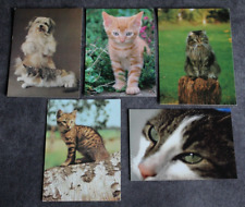 Postkarten katze katzen gebraucht kaufen  Limburg