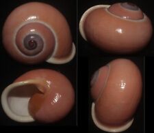 Used, Tonyshells  Landsnail Calocochlia festiva SUPERB PINK/RED 44.2mm F+++, superb for sale  Shipping to South Africa