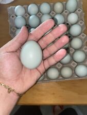 12x uova araucana usato  Siena