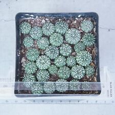 Pot plants astrophytum for sale  Shipping to Ireland
