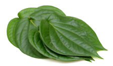 INDIAN PAAN LEAVES 30 CT FRESH PICKED BY ORDER BETEL LEAF PUJA PAN KA PATTA for sale  Shipping to Canada