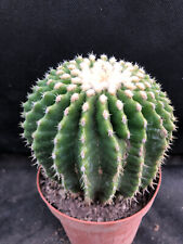 Echinocactus grusonii inermis usato  Massafra