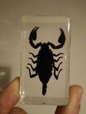 Black scorpion for sale  NOTTINGHAM