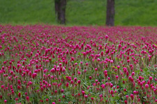 3000 crimson clover d'occasion  Expédié en Belgium