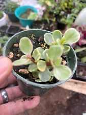 House plant variegated for sale  Crosby