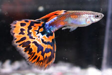 Red mosaic male for sale  Raymond
