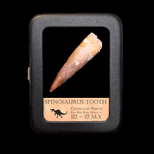 Original spinosaurus tooth for sale  Richardson