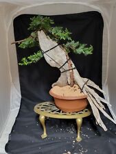 Juniper bonsai tree for sale  EASTBOURNE