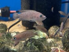 Pack neolamprologus multifasci for sale  Coleman
