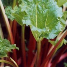 Rhubarb victoria vegetable for sale  UK