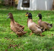 Khaki campbell duck for sale  Greenville