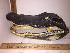 Inch alligator taxidermy for sale  Cypress