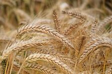 barley grain for sale  High Point