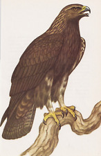 Golden eagle bird for sale  COLNE