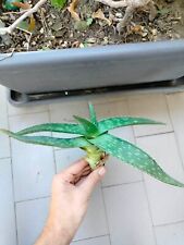 Aloe saponaria 20cm usato  San Giorgio A Cremano