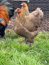 Gold brahma bantams for sale  SPALDING