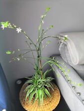 Spider plant variegated for sale  LONDON