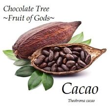 Fruit gods chocolate for sale  Haleiwa