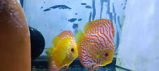 Discus fish water for sale  AIRDRIE