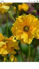Geum tempo yellow for sale  NEWRY