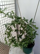 Passiflora, Passion flower  Plant in 15 cm  pot, Climber. for sale  BURY