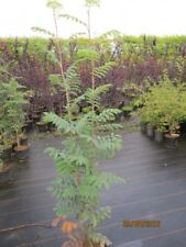 Sorbus aucuparia edulis gebraucht kaufen  Zetel