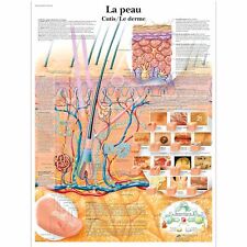 Scientific lehrtafel peau gebraucht kaufen  Herrenberg