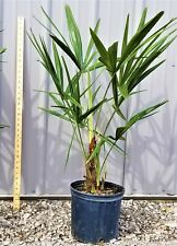 Needle palm tree for sale  Ashtabula