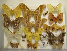 insect specimens for sale  WIGTON