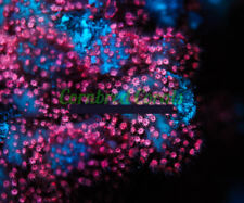 Cornbred ultimate pink for sale  Fort Lauderdale