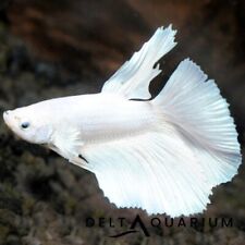 White platinum betta for sale  BIRMINGHAM