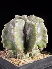 Astrophytum myriostigma hana gebraucht kaufen  Berlin