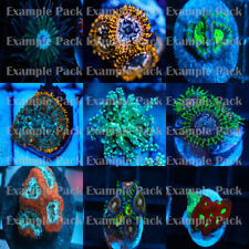Mixed coral pack for sale  Delray Beach