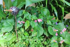 Begonia smooch rustique d'occasion  Arzacq-Arraziguet