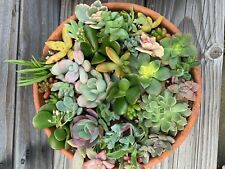 Assorted succulent cuttings for sale  Garden Grove