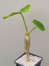 Jatropha podagrica caudiciform for sale  WALTON ON THE NAZE